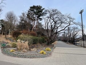 2022年1月23日朝の富士森公園の遊歩道です