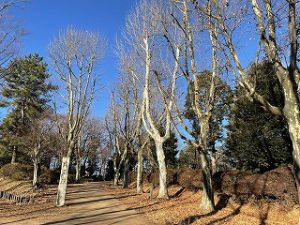 2022年1月31日朝の富士森公園の遊歩道です