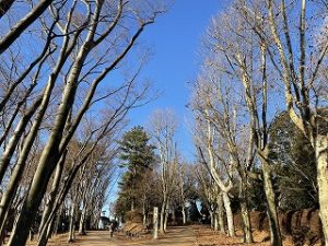 2022年2月1日朝の富士森公園の遊歩道です