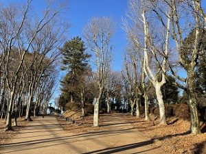 2022年2月6日朝の富士森公園の遊歩道です