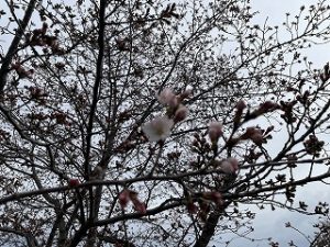2022年3月26日富士森公園の桜です