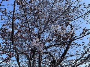 2022年3月27日富士森公園の桜です