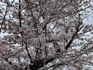 2022年3月29日富士森公園の桜です