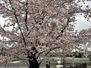 2022年4月1日富士森公園の桜です