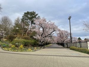 2022年4月5日朝の富士森公園の園内です
